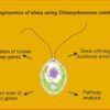 Groundbreaking Study Reveals Evolutionary Origins of Sleep in Single-Celled Algae