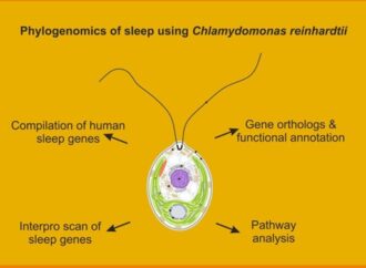 Groundbreaking Study Reveals Evolutionary Origins of Sleep in Single-Celled Algae